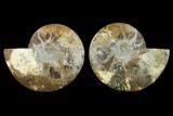 Agatized Ammonite Fossil - Beautiful Preservation #129996-1